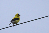 Carduelis tristis